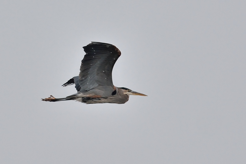 Amerikaanse Blauwe Reiger